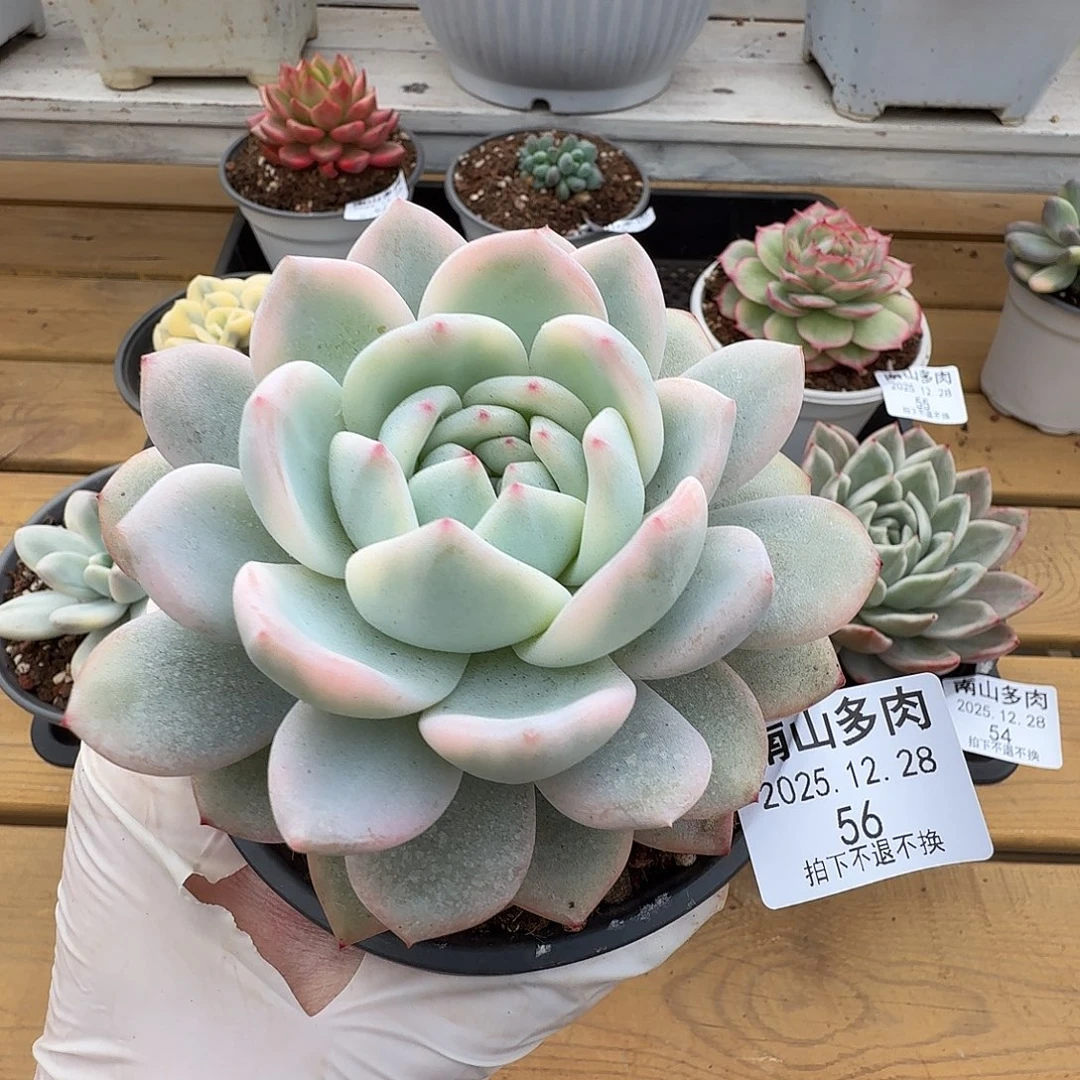 橙梦露进111228-56