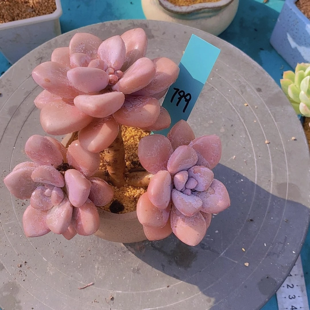 依**雨799多肉植物老桩