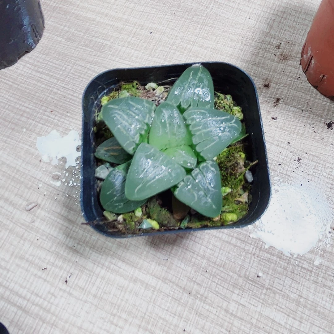 粉色甜心多肉植物66666