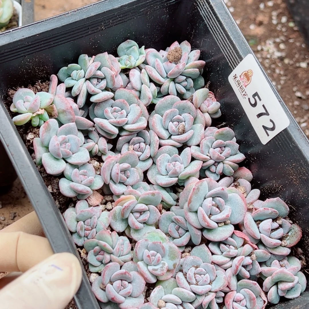 大***妮多肉植物多肉植物