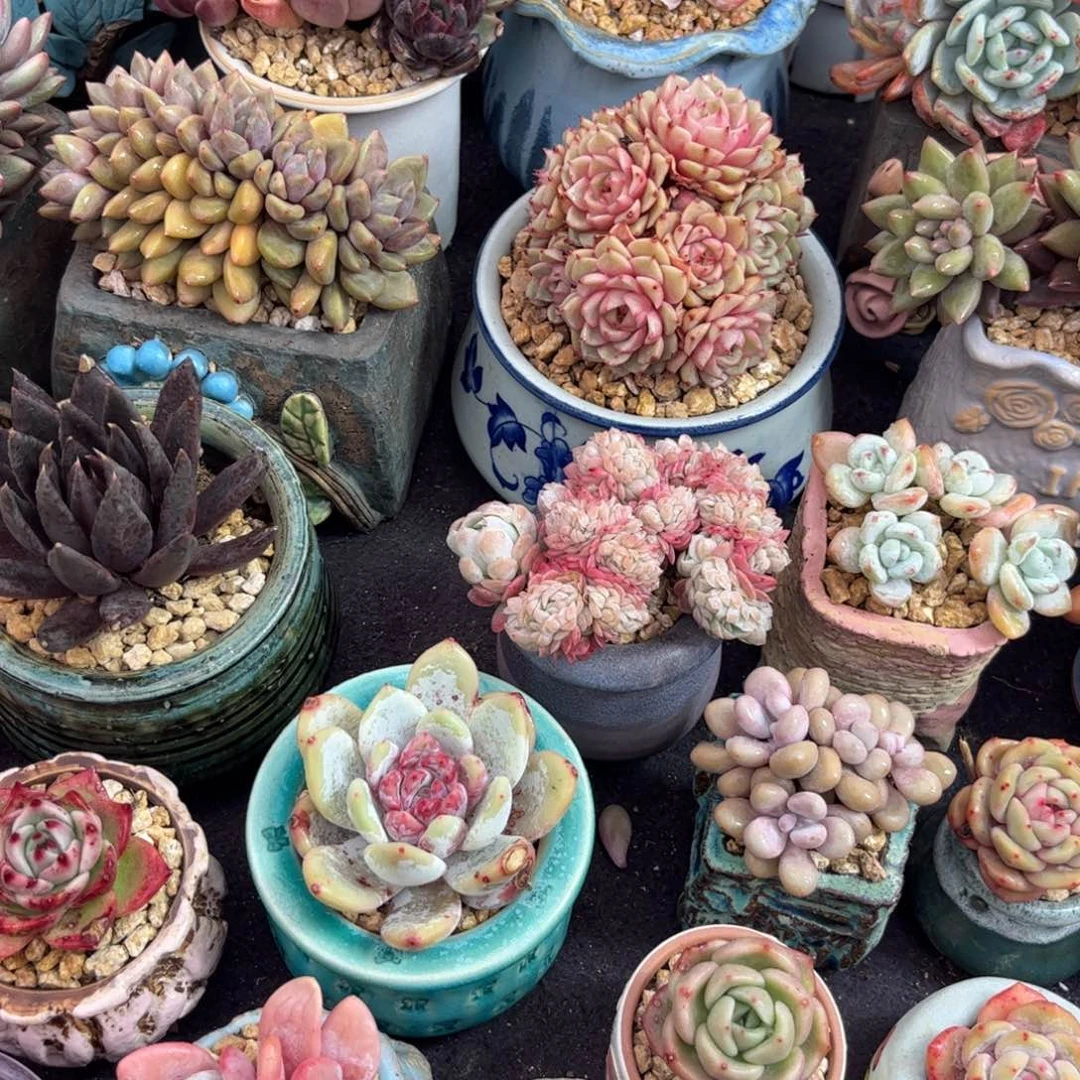 @****多肉植物1111111