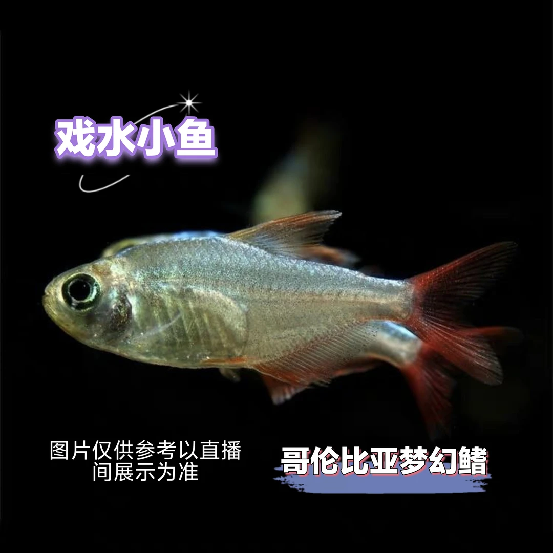 戏水小鱼哥伦比亚梦幻灯鱼热带淡水小型灯科草缸群游活体发货