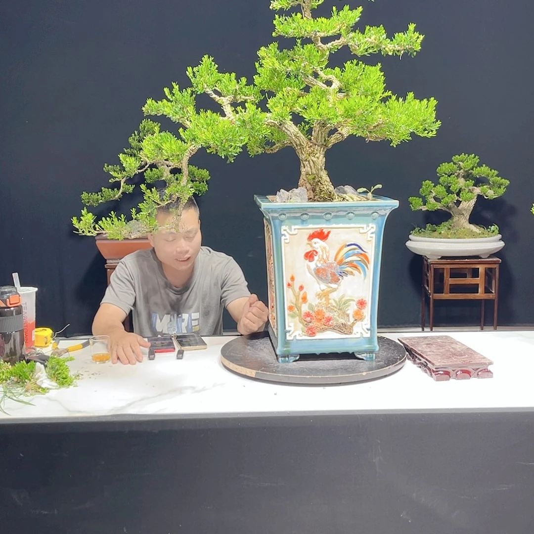当前无花栽培后可以开花