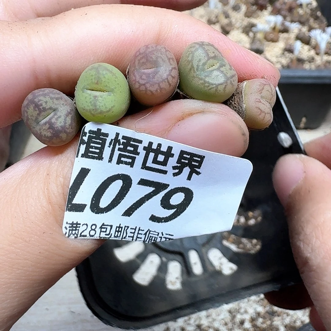 多肉植物的润泽gfv