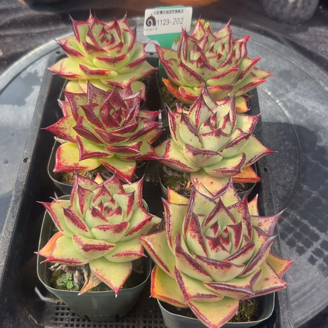 从前慢花园多肉编号1123-202