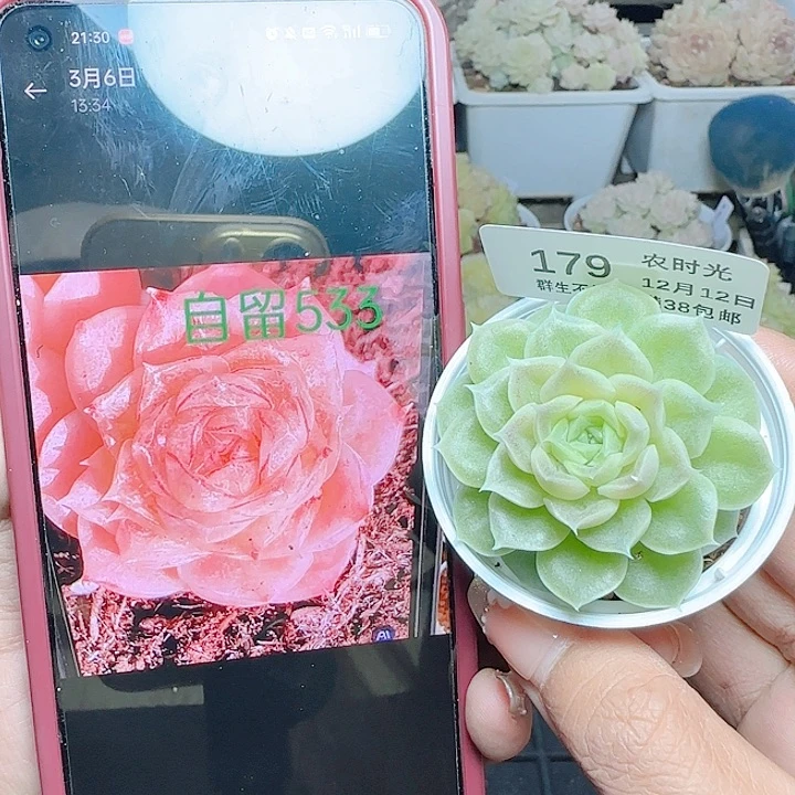 1212-179自留533麦杆