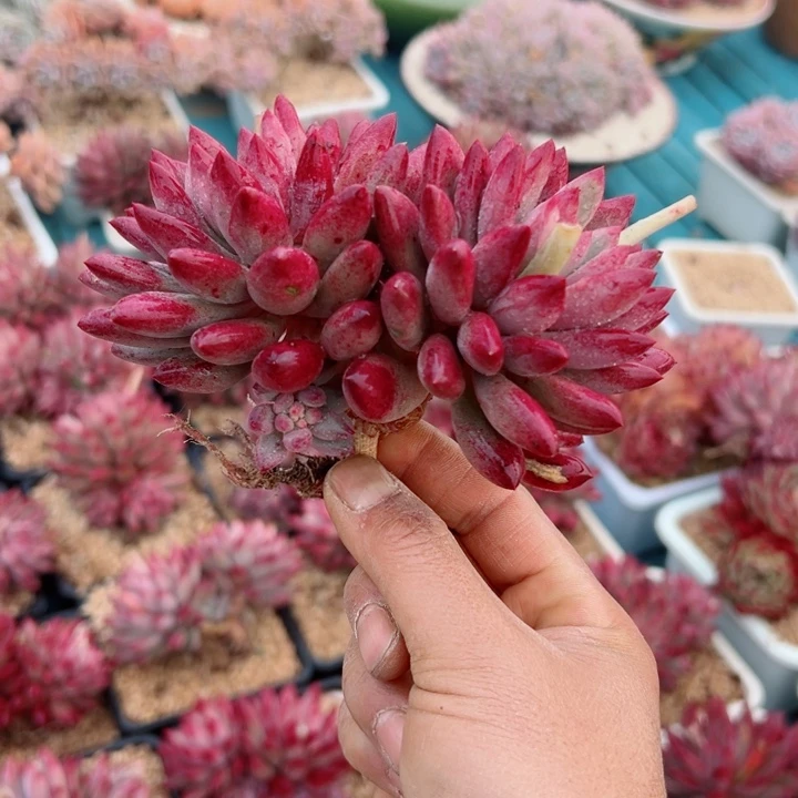 精品多肉植物老桩