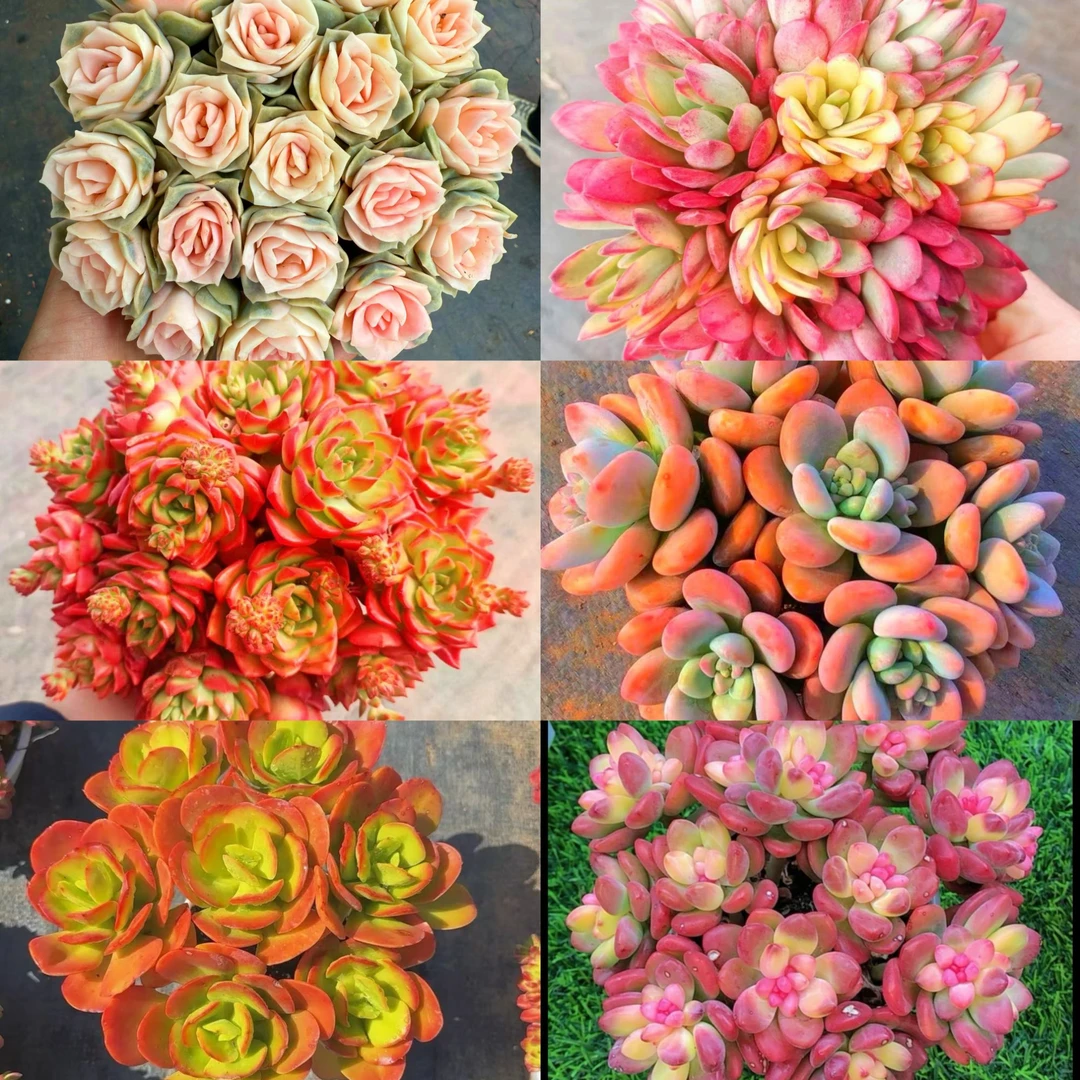 MS满满一大箱，全部挑好的发,7个带盆土，云南基地发。