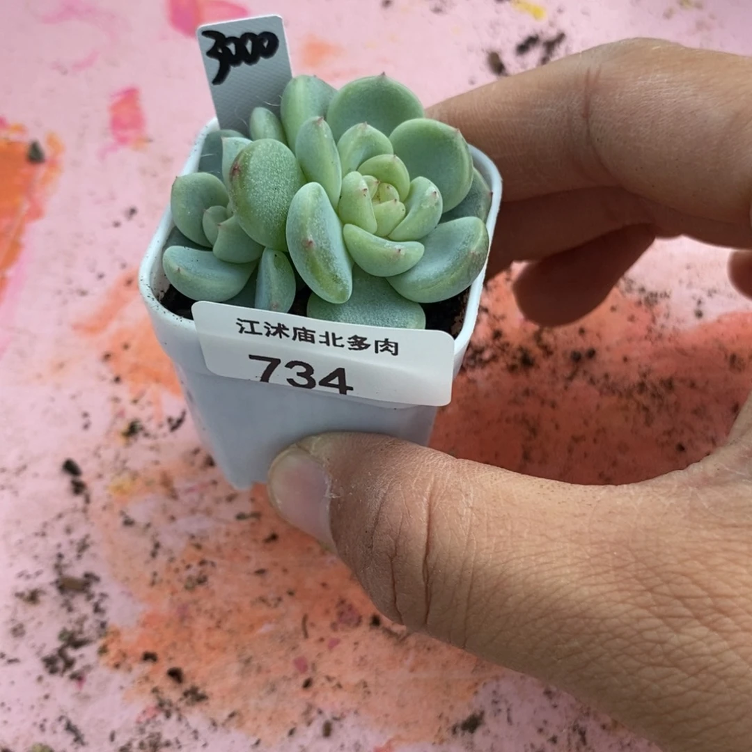 少*盐标签734甜心3000一个多肉