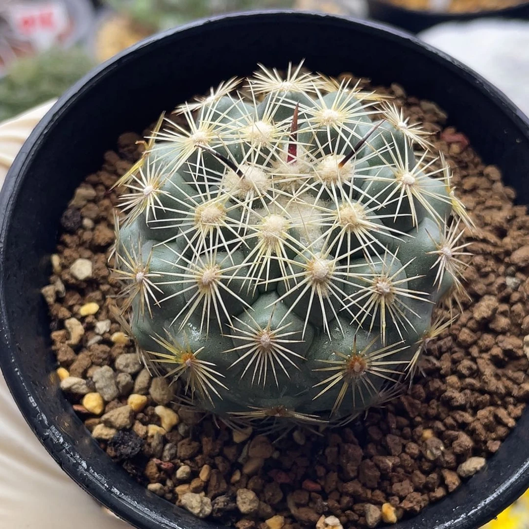 实生顶花皇后孤刺凤舞