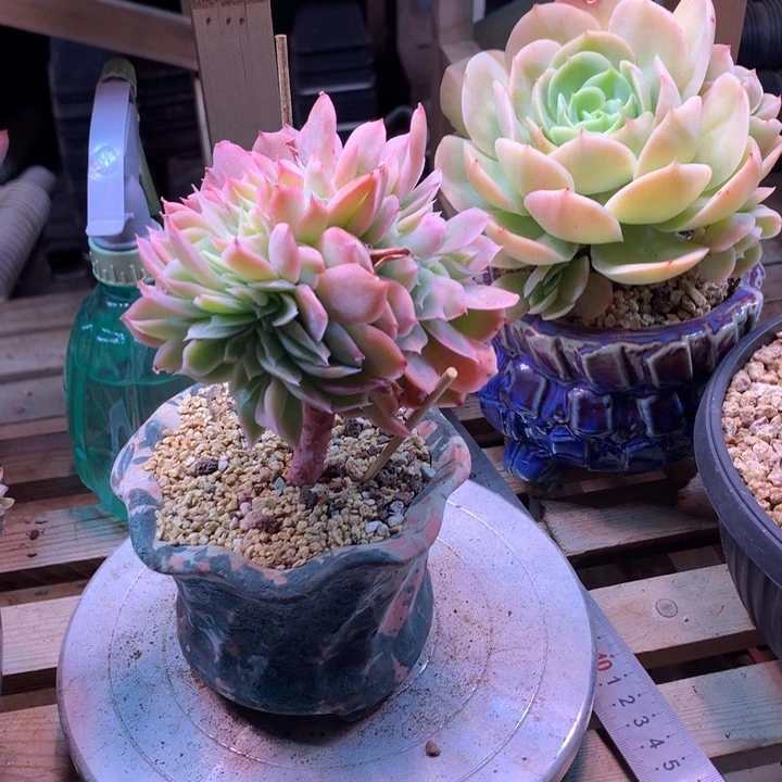 乔伊缀z z z z z z z z z