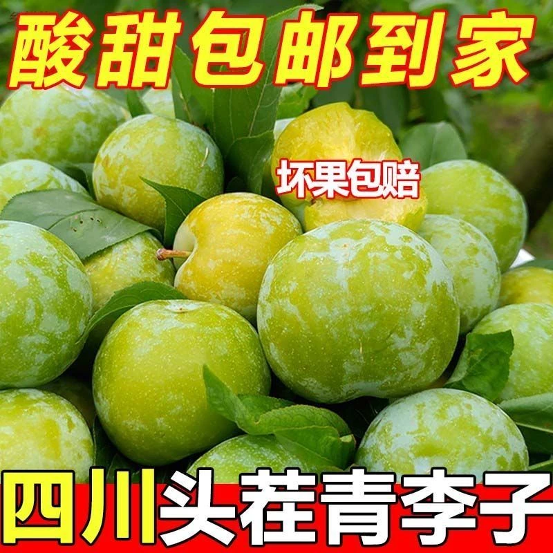 四川脱骨李青脆李应季新鲜水果甜脆多汁包邮新鲜应季时令水果