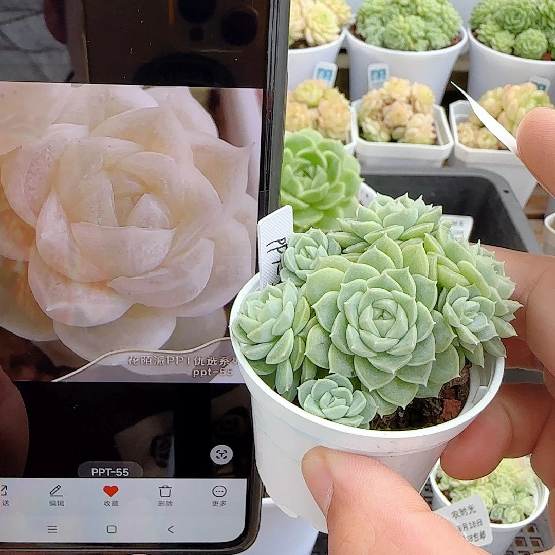 【闪购商品】0818-17（ppt-55）