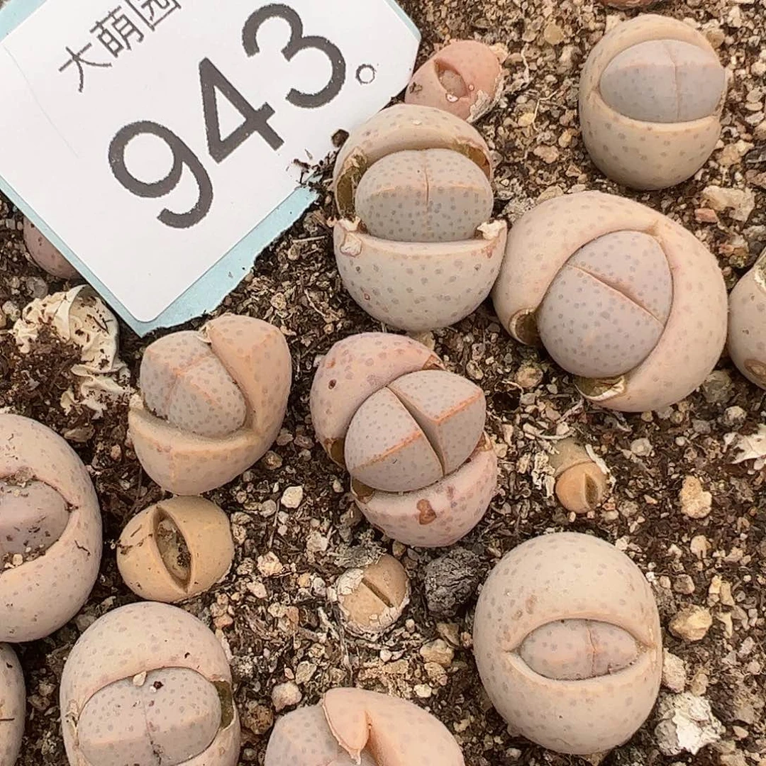 量拍金边幻玉3颗一组       943