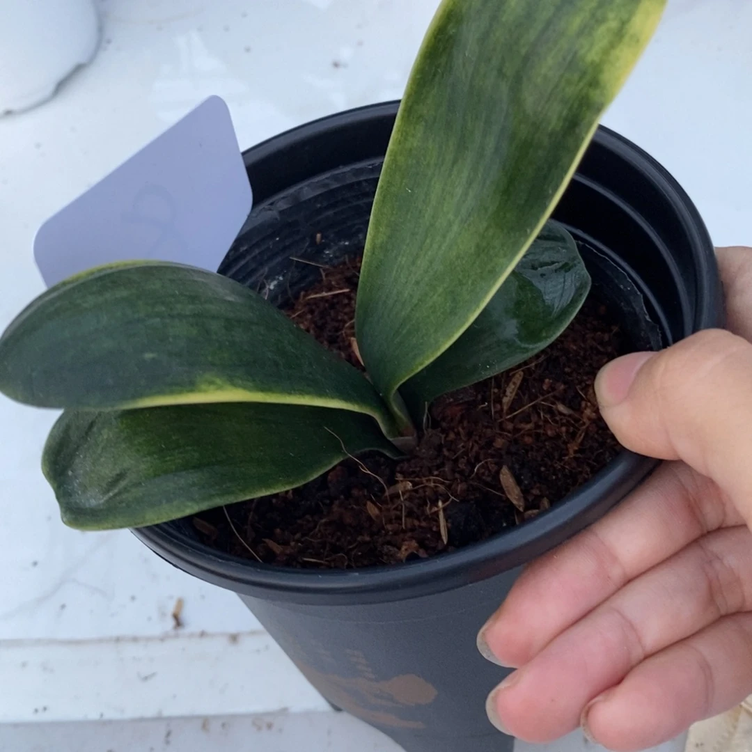 当前无花栽培后可以开花
