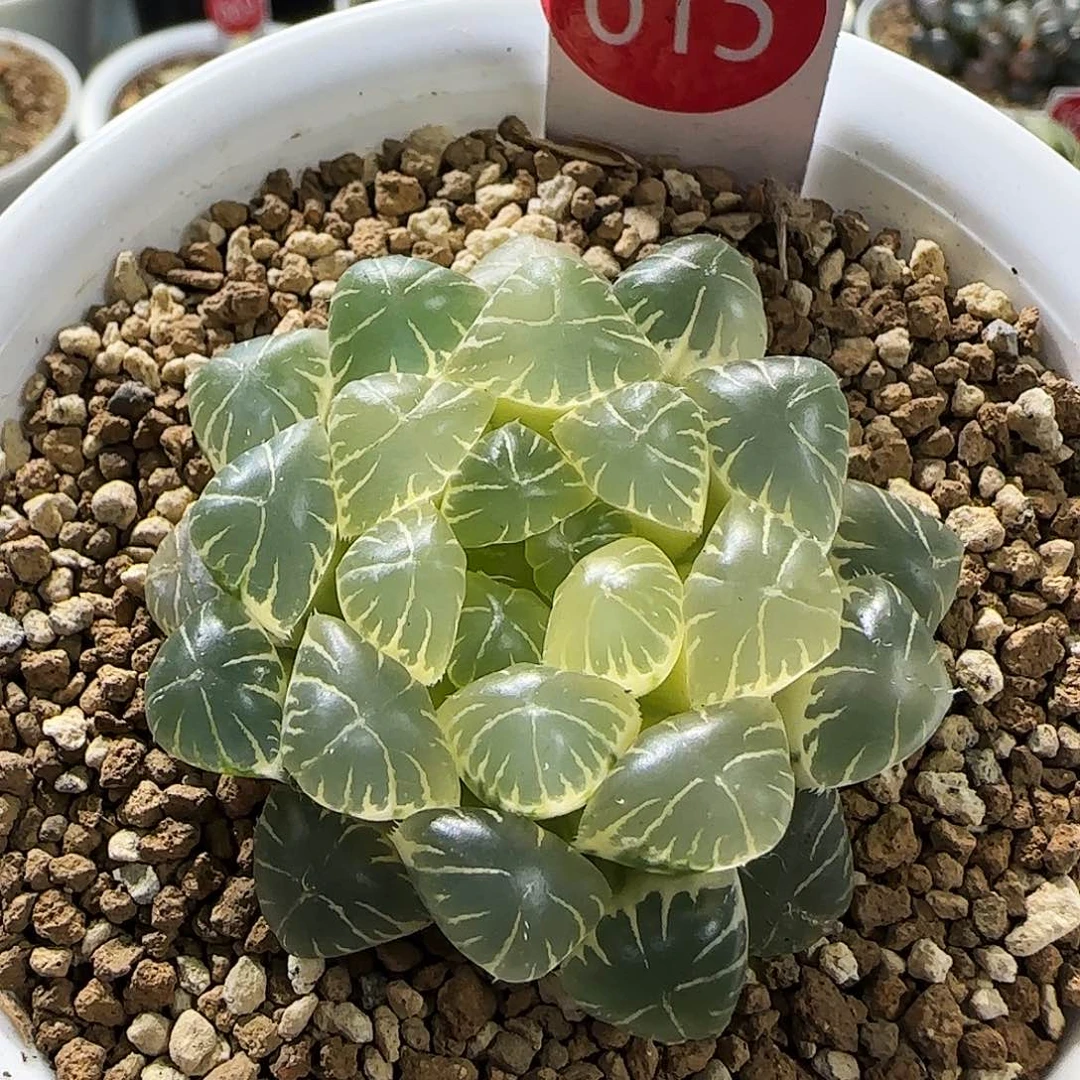 615号糊斑湖水5.2左右一物一拍带盆土