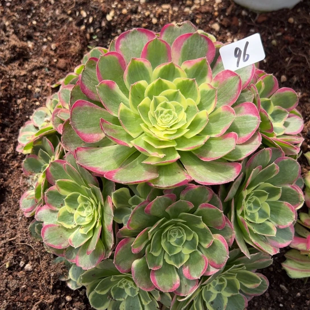 96镜花水月duorouxixixi