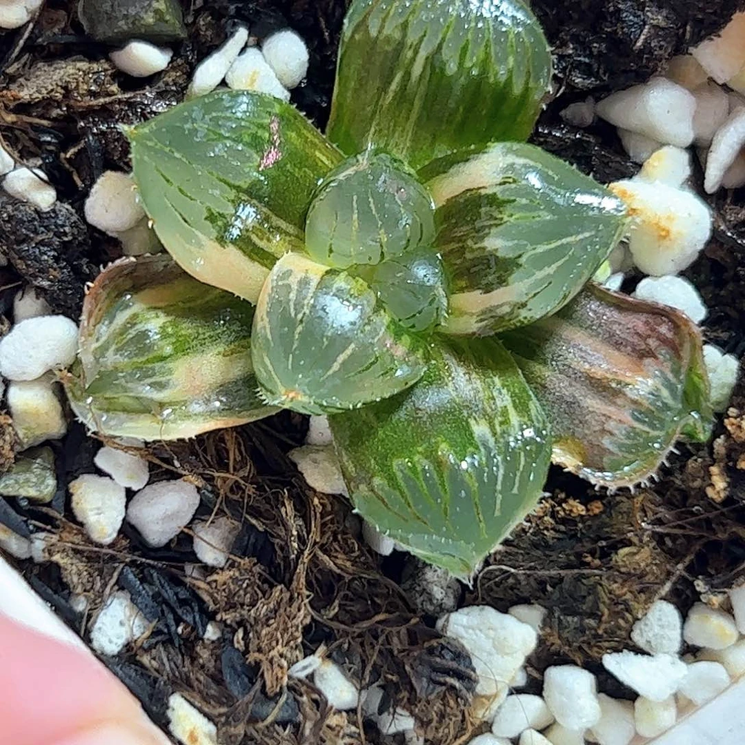 糯玉露锦十二卷多肉植物