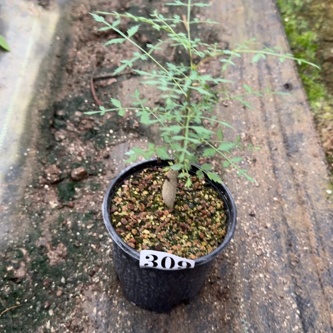 T***2皮皮虾裂榄一物一拍多肉