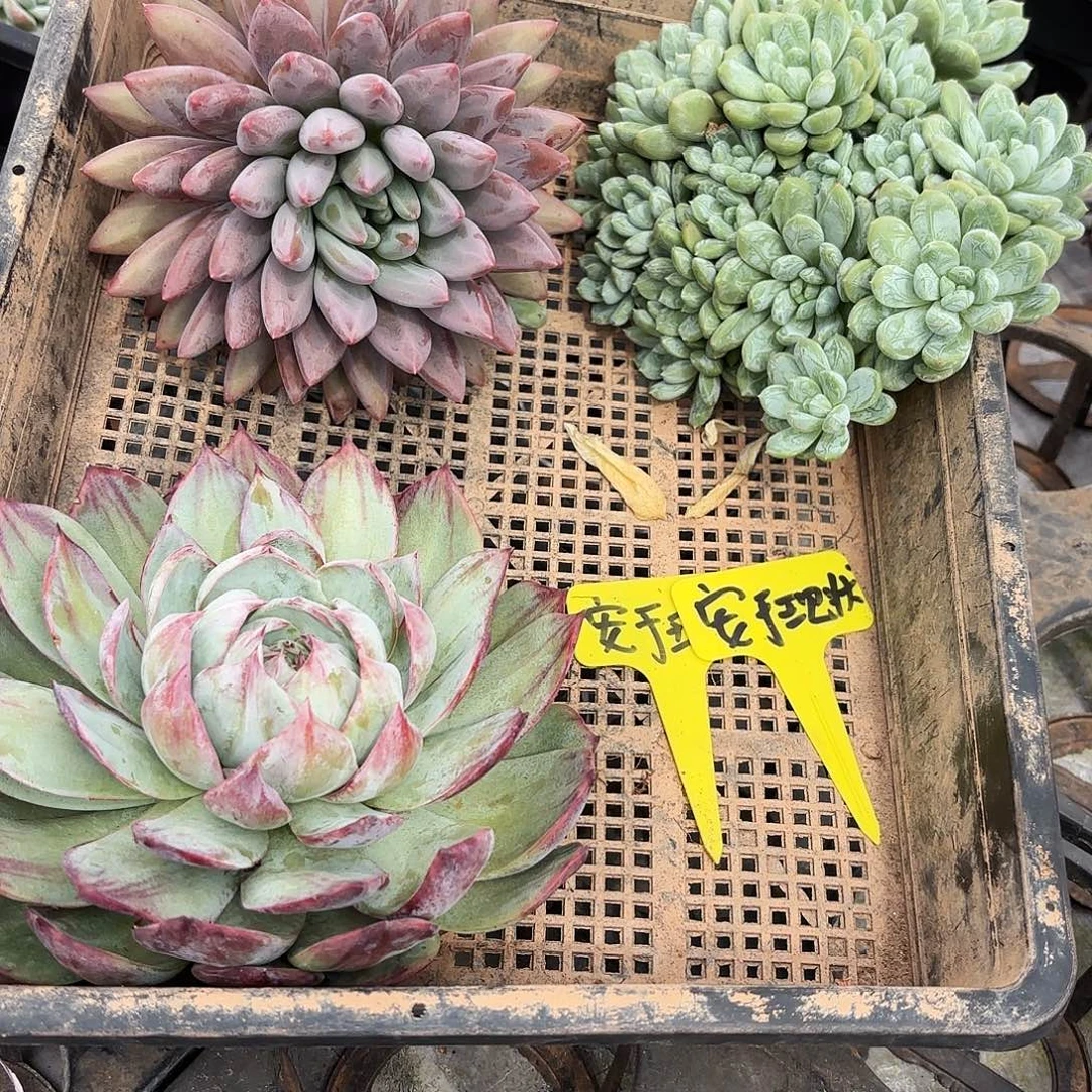 安于姐的花好看好看