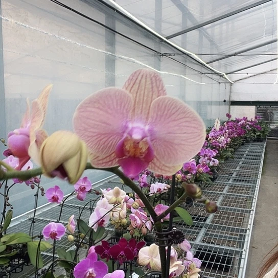 完全开放Y790低饱和