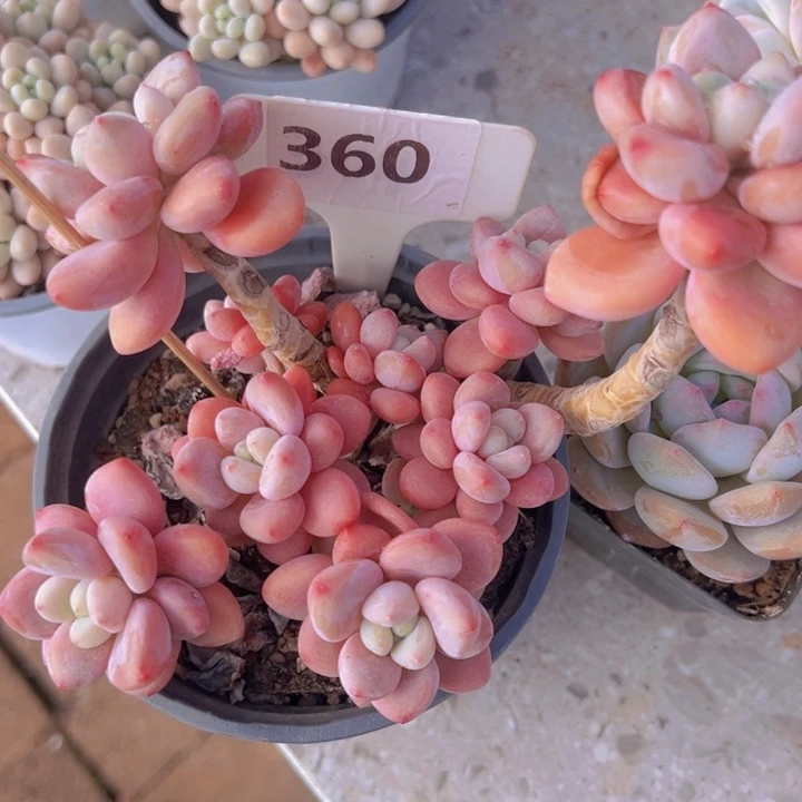 健健康康平平安安