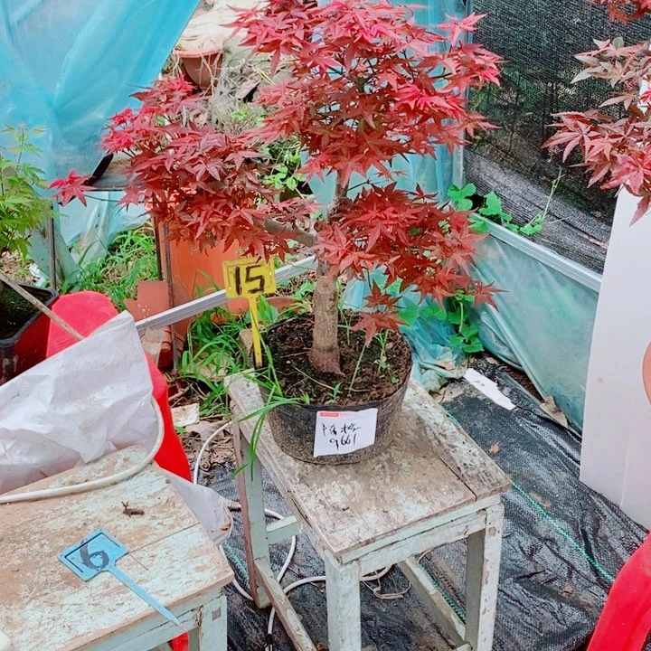 完全开放枫树星星
