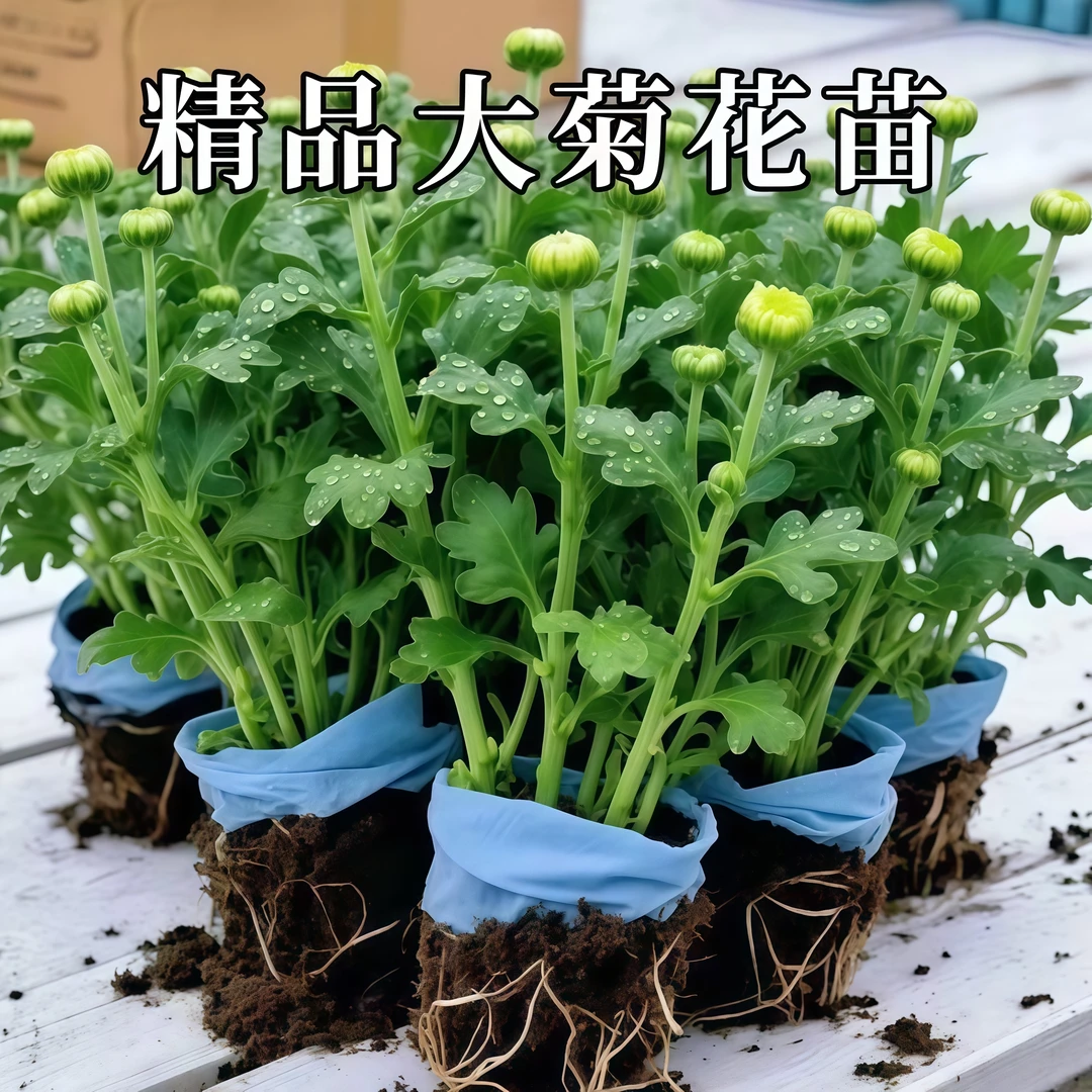 菊花苗荷兰菊盆栽四季开花室内外阳台盆栽耐热多年生耐寒易活绿植