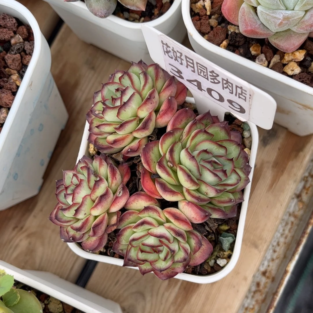 一***️多肉植物3409………….