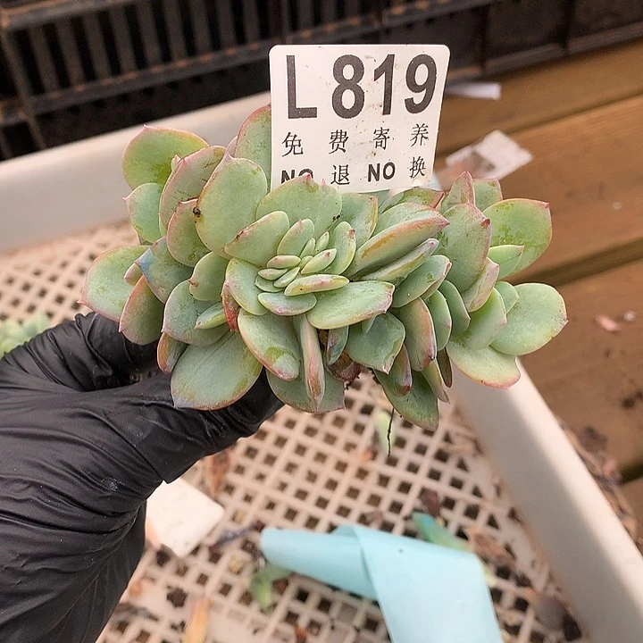 *****白凤缀化 多肉植物 9.28号发
