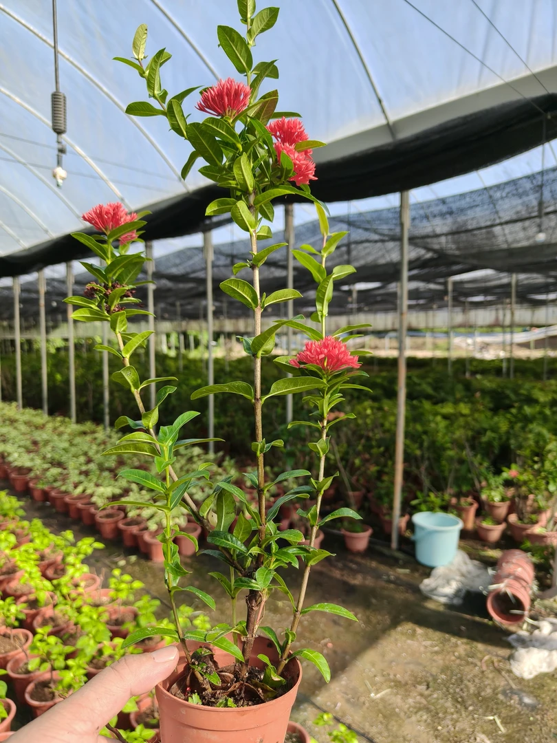 海岛龙船花大型基地产地直供高端盆栽【植物图片仅供参考】