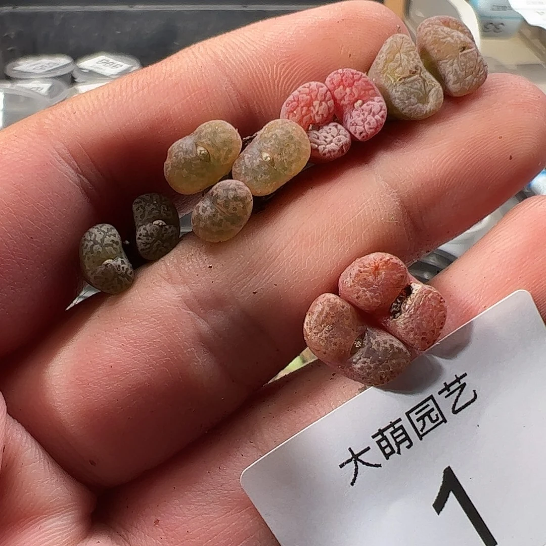 00001 一物一拍……