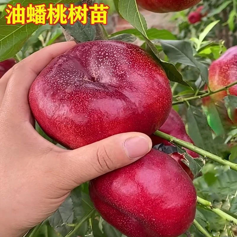 优质桃树苗木油蟠多品种桃树耐高温抗严寒对本发货出售即使精品