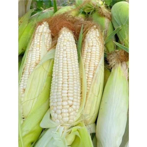 【綦江娜姐专属】重庆农村新鲜现摘甜白糯玉米2个带皮糯包谷1斤包邮