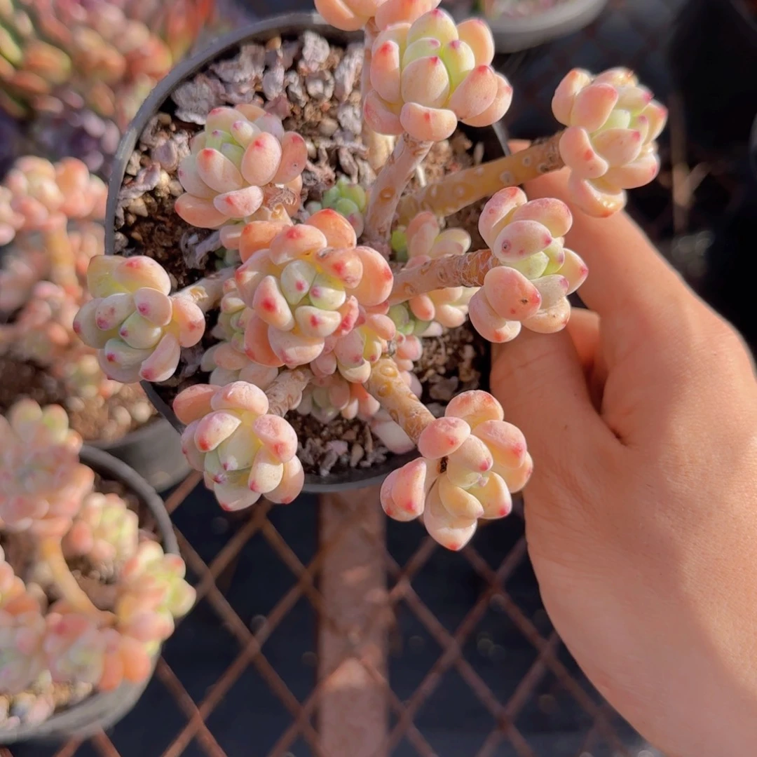 樱花罗琦老桩多肉9.9