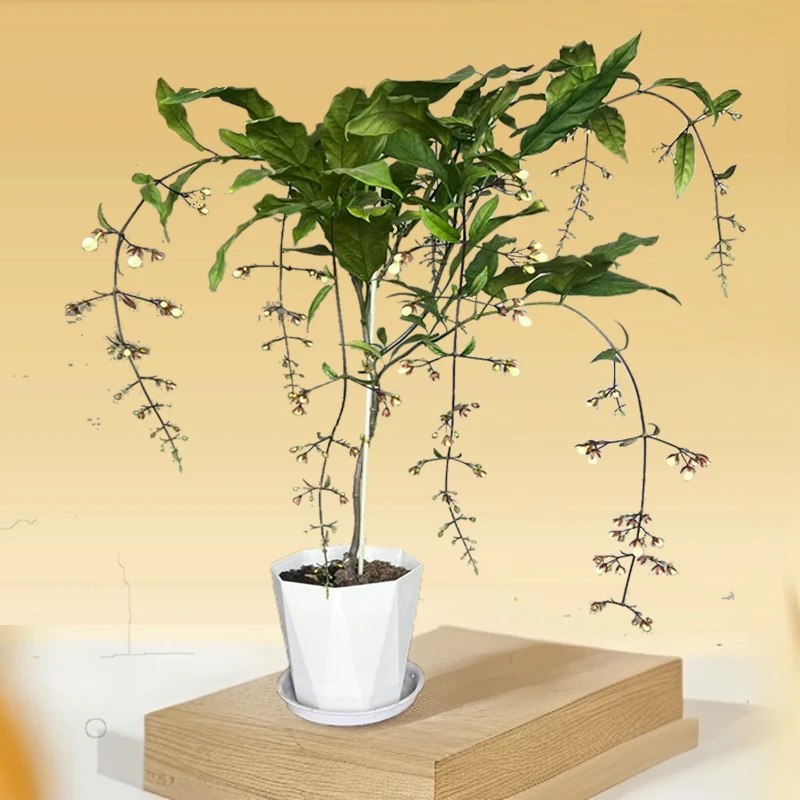 垂丝茉莉加仑盆基地苗（无花苞）盆栽办公室内桌面好养阳台花卉绿植