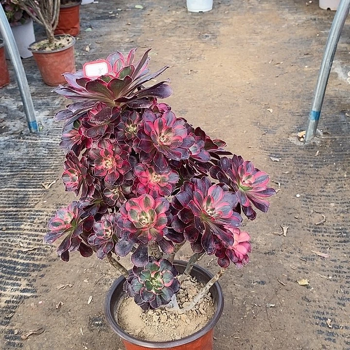 8，丽娜有修枝多肉法师