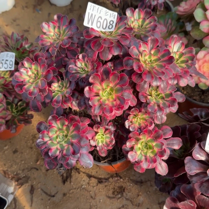 丽娜608官服25左右2