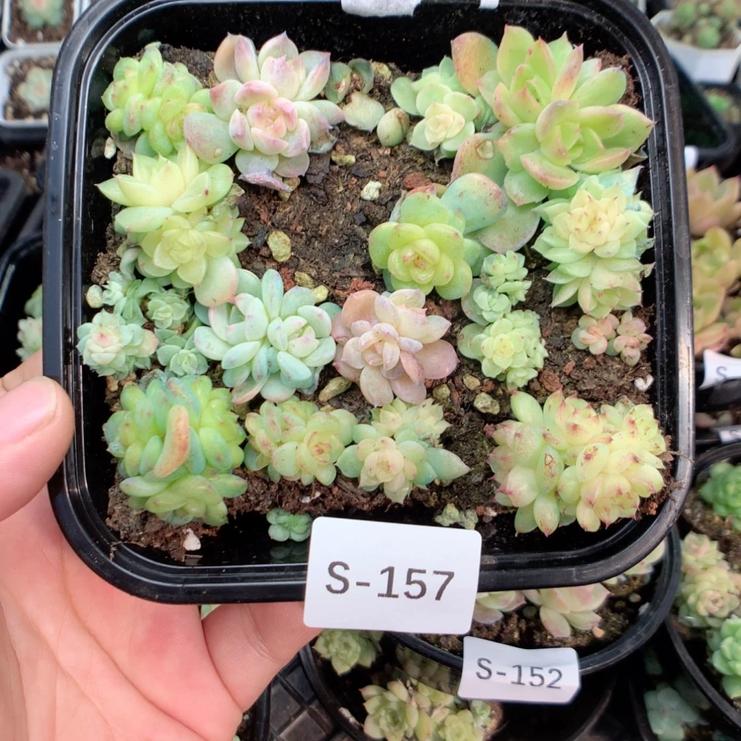 无花朵S157英语英语