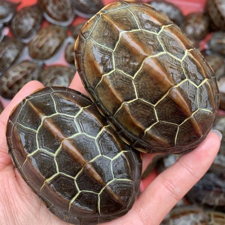 【中华草龟】外塘人工养殖黑腹草田黄草金线草龟包活送龟粮