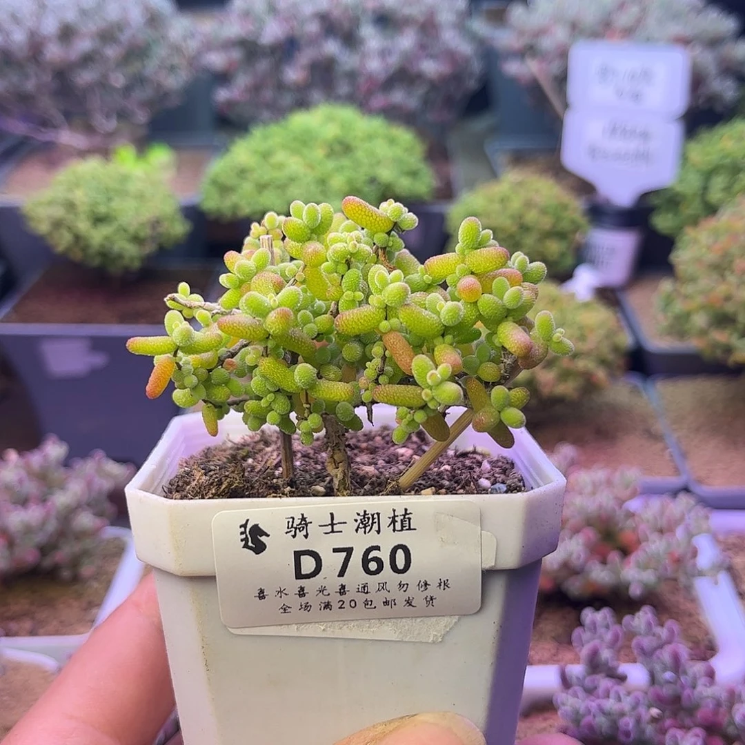 760金桔糖球枝干番杏