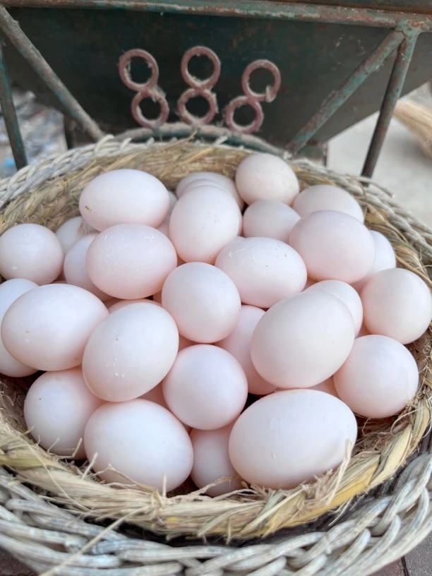 鸽子蛋农村散养鸽子蛋