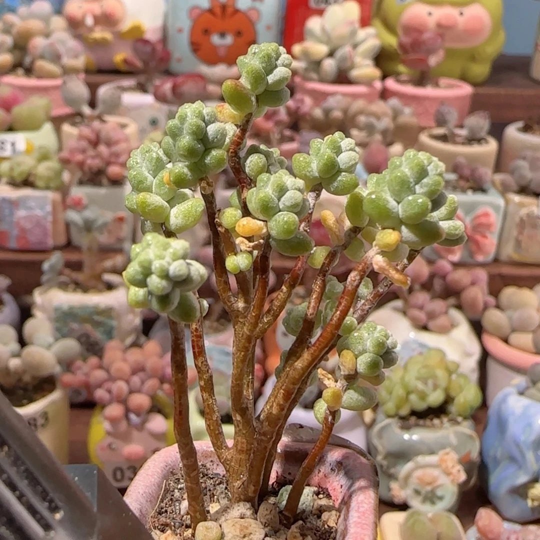 T幸运树盆口2.5cm