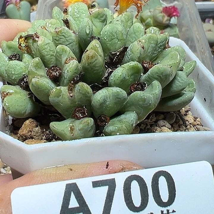 7 00号福利少将多肉植物