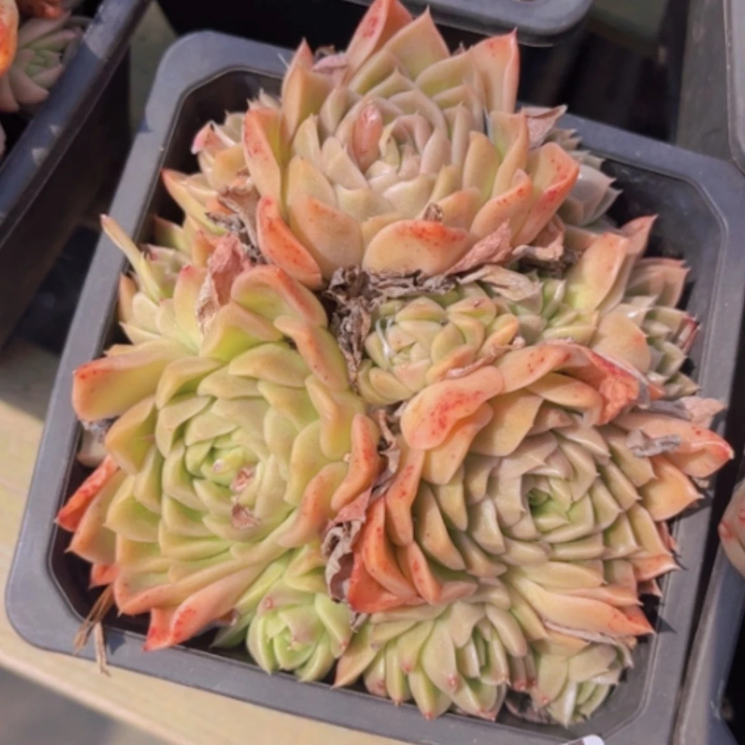 【闪购商品】麦秆0465