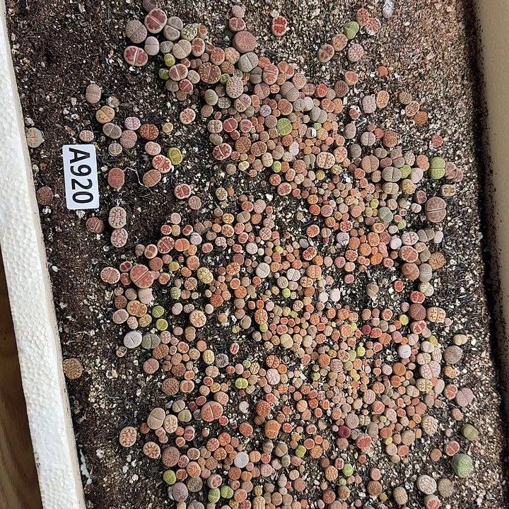 生920石花整筐脱土发货