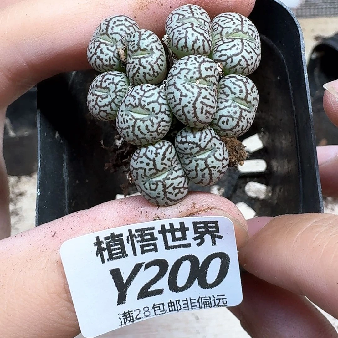 多肉植物多肉植物法f