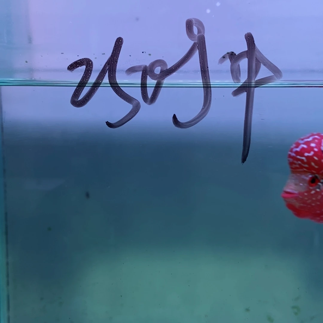 罗汉鱼卡*人112233