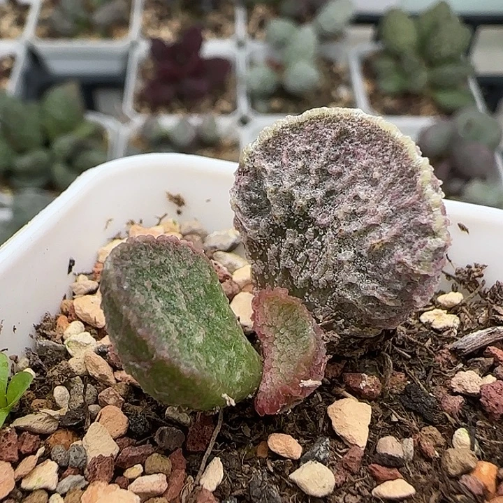 园艺水泡多肉植物