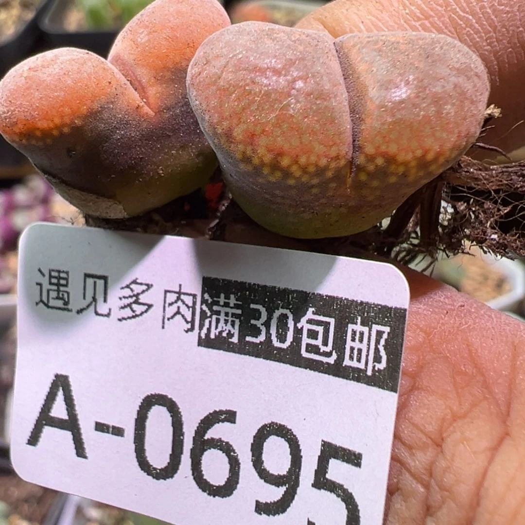 肉植物111多种111